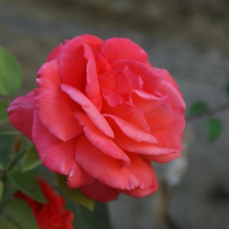 Romantic Gite Nr St Emilion With Private Pool And Views To Die For Pujols  Luaran gambar